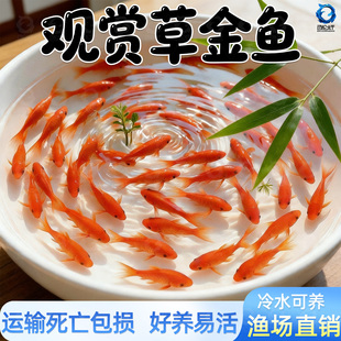 草金金鱼活鱼苗观赏鱼小型冷水淡水练手鱼好养耐活自来水活体锦鲤