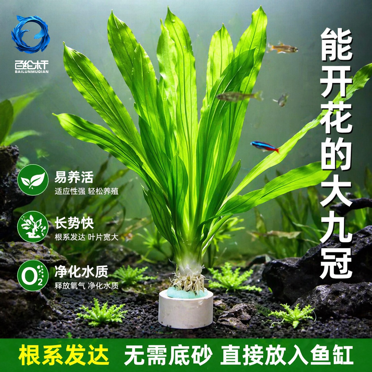 皇冠水草迷你九冠大叶绿九冠鱼缸水草植物阴性新手懒人造景真草