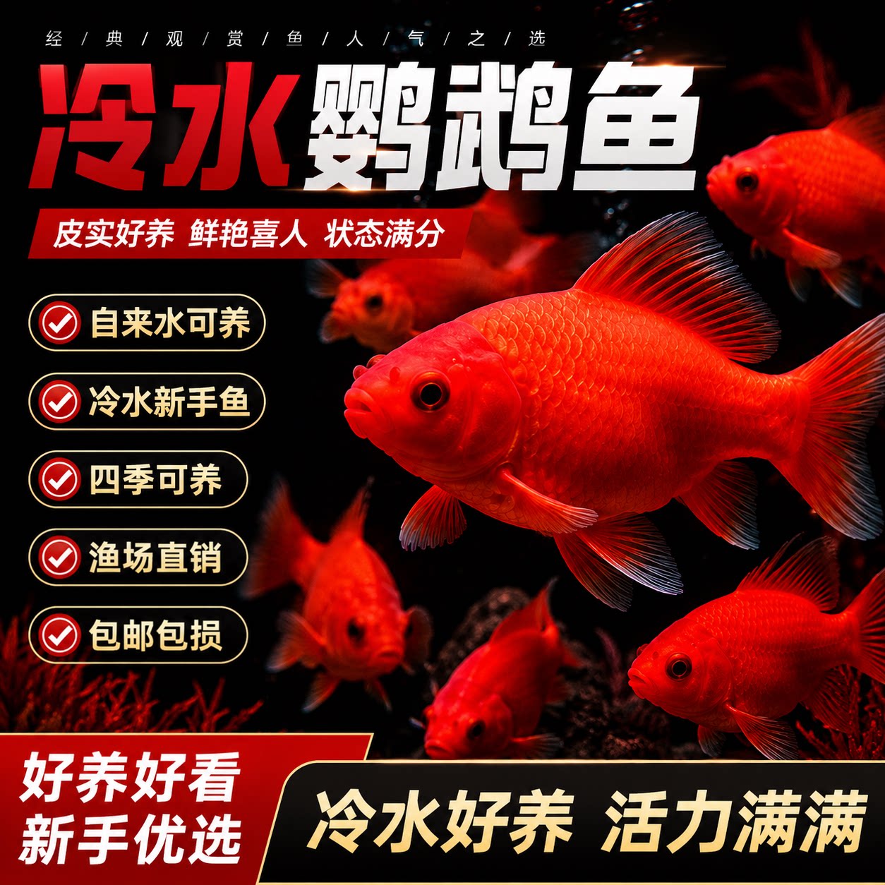 冷水鹦鹉鱼红鱼淡水好养易活冷水鱼苗观赏鱼活鱼金鱼耐活锦鲤图片