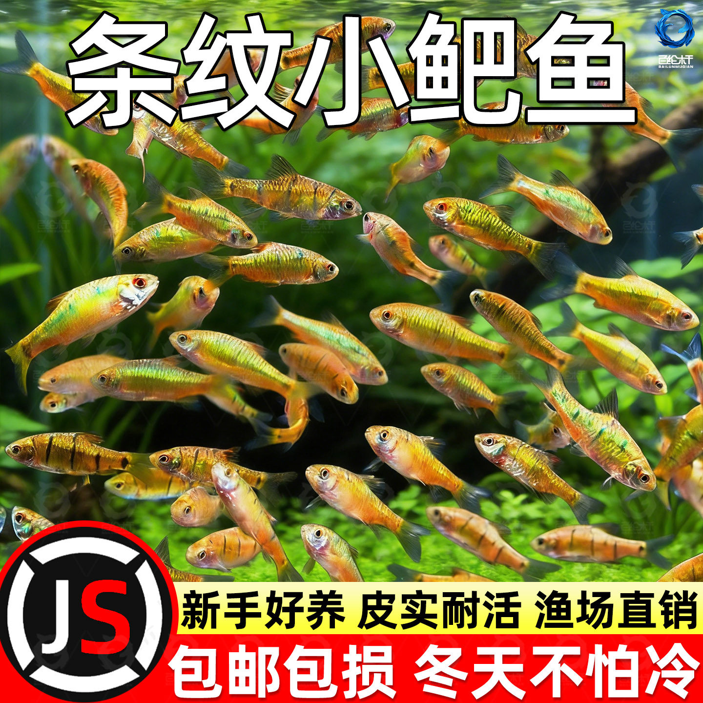 中国斗鱼伴侣条纹小鲃活体吃青苔耐寒冷水原生鱼溪流鱼群游观赏鱼,宠物/宠物食品及用品,其它水族宠物,淘宝优惠券,粉丝福利购,淘宝优惠卷