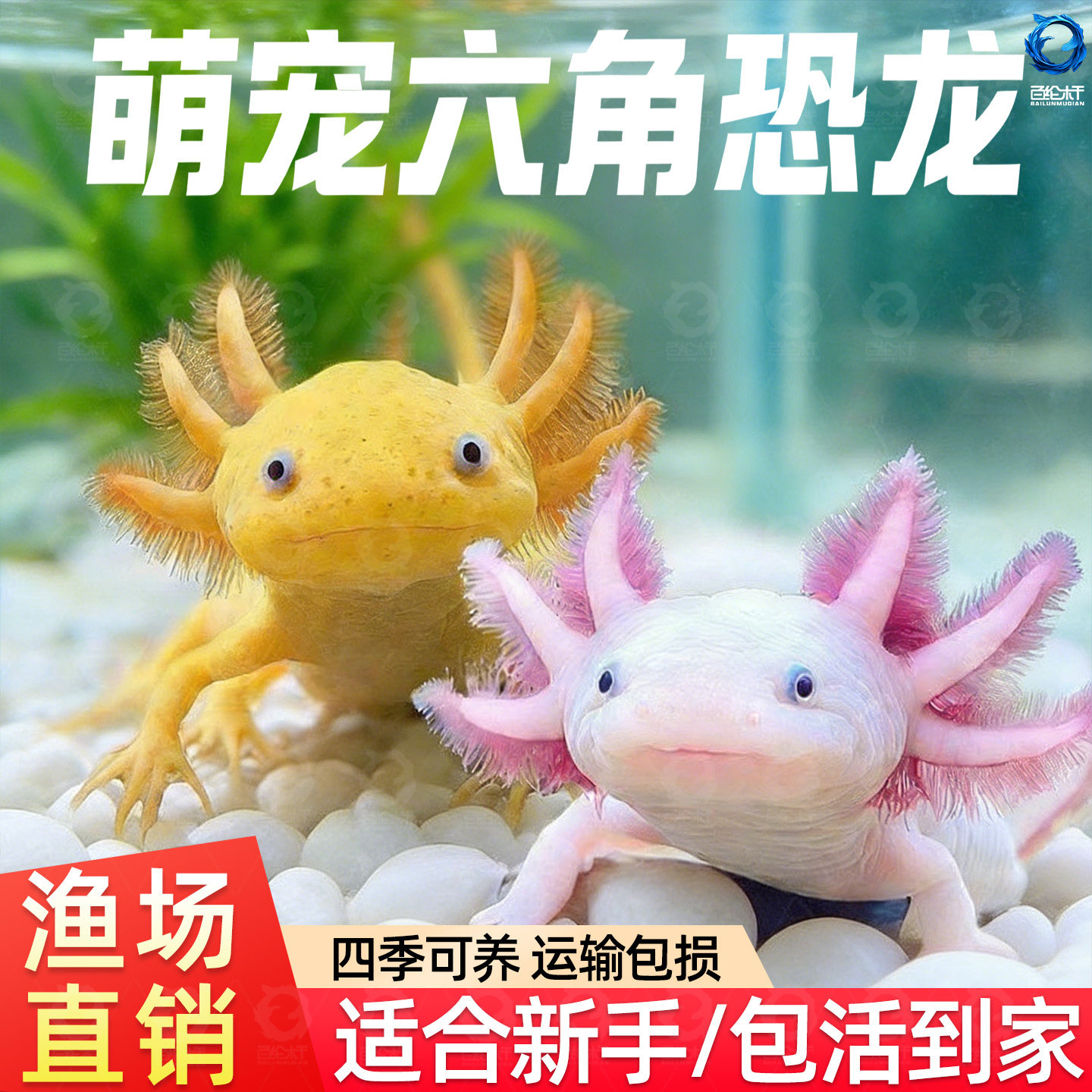 六角恐龙鱼蝾螈宠物活鱼冷水鱼美西螈淡水好养耐活金鱼锦鲤观赏鱼,宠物/宠物食品及用品,其它水族宠物,淘宝优惠券,粉丝福利购,淘宝优惠卷