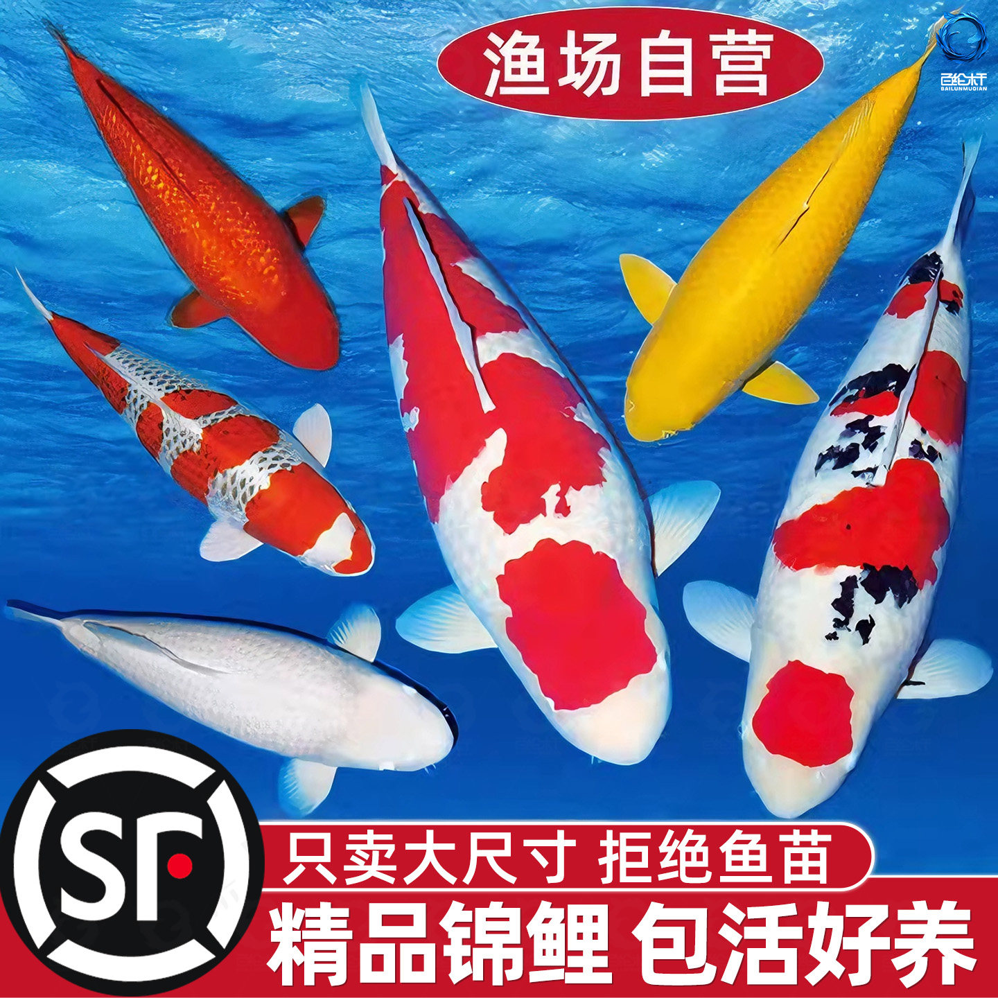 顺丰锦鲤鱼活鱼观赏鱼纯种鱼大型红白冷水淡水好养耐活金鱼小鱼苗