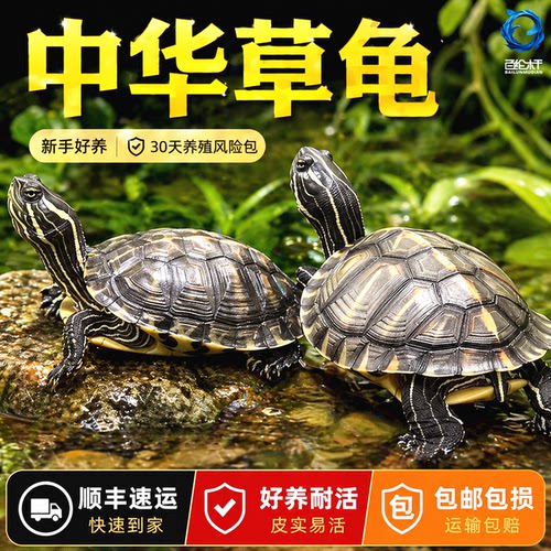 中华草龟小乌龟活物外塘长寿龟金线宠物观赏龟水金线龟墨龟草龟苗