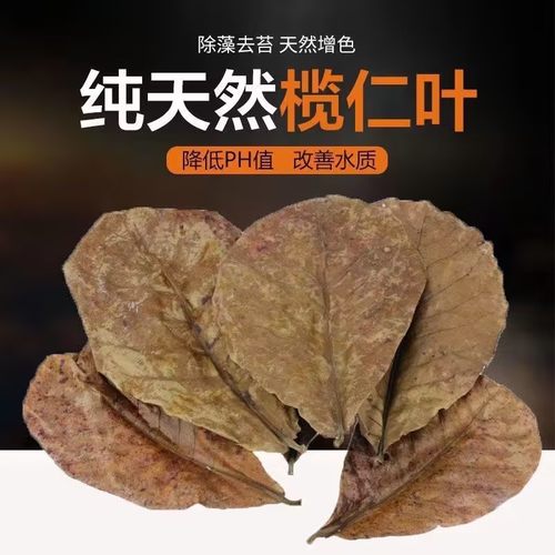 鱼缸榄仁叶泰国斗懒人橄造景装饰