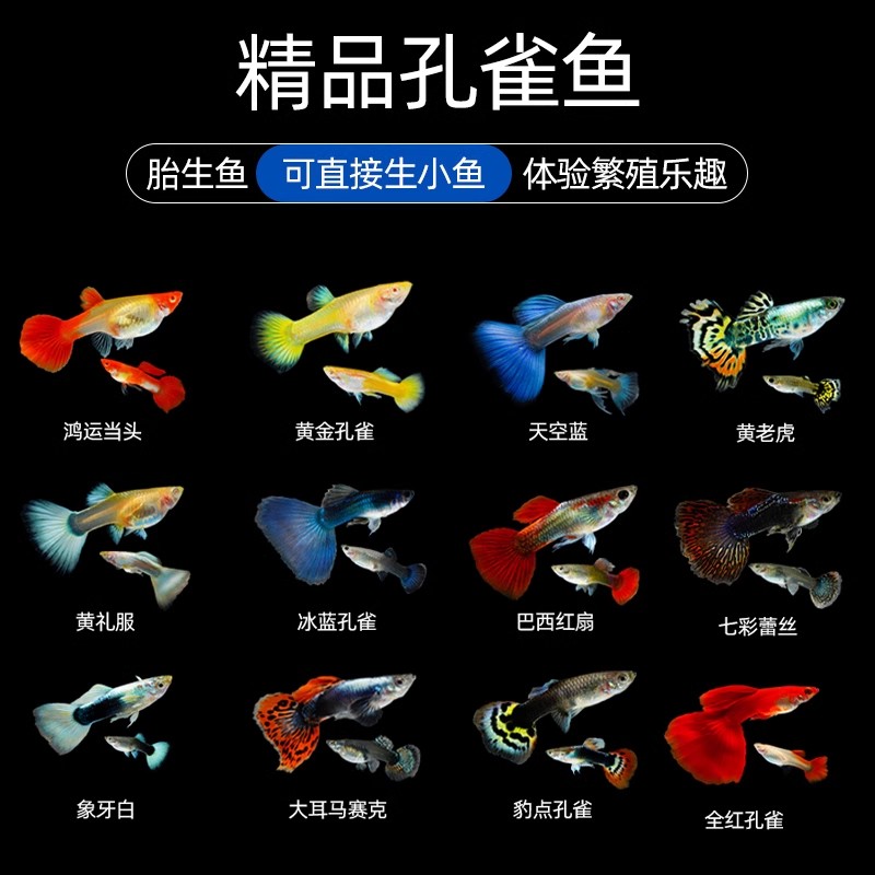 孔雀鱼苗观赏活体热带小型淡水好