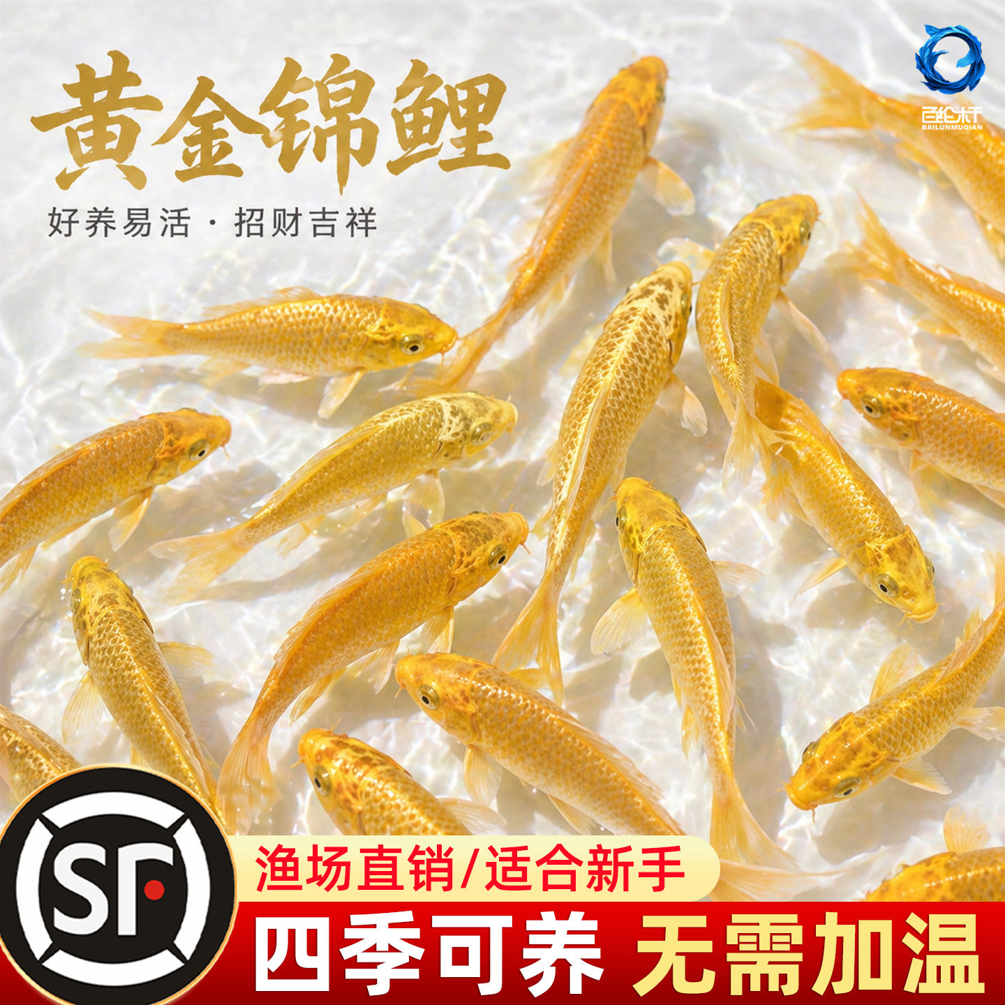 黄金锦鲤鱼观赏鱼冷水鱼淡水金鱼纯种小鱼苗活体鱼好养耐活自来水