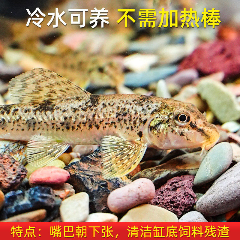 似鮈鱼不用加温原生冷水鱼翻砂工具鱼推土机除藻吃鱼便活体鱼,宠物/宠物食品及用品,其它水族宠物,淘宝优惠券,粉丝福利购,淘宝优惠卷