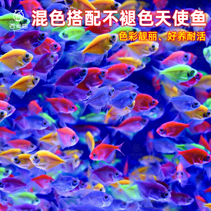 天使鱼热带观赏鱼小型鱼苗淡水鱼小鱼斑马鱼孔雀鱼耐活好养宠物鱼