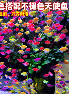 天使鱼观赏鱼活鱼大号群游活体斑马孔雀热带鱼小型鱼淡水好养耐活