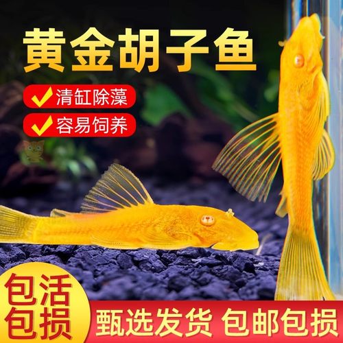 黄金胡子鱼黄金大胡子鱼除藻鱼观赏鱼清洁鱼鼠鱼清道夫鱼黄金大帆