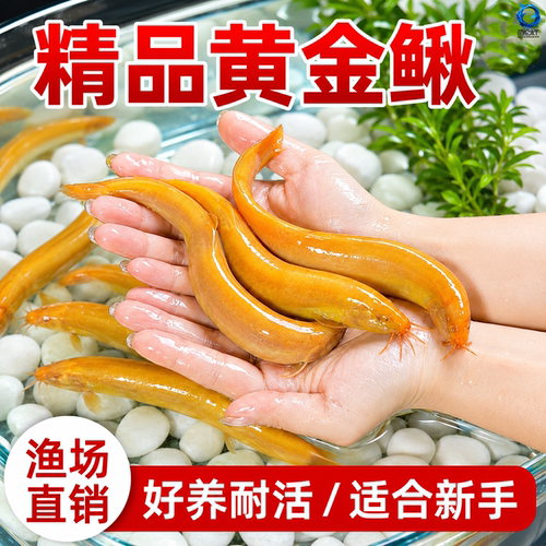 黄金泥鳅活体观赏鱼清道夫工具鱼免打氧耐活鱼缸清洁冷水鱼包邮
