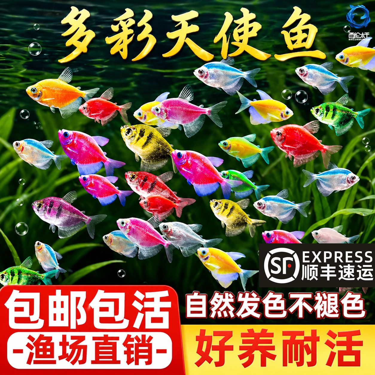 顺丰天使鱼大号观赏鱼热带鱼淡水好养耐活群游七彩紫天使红柠檬黄