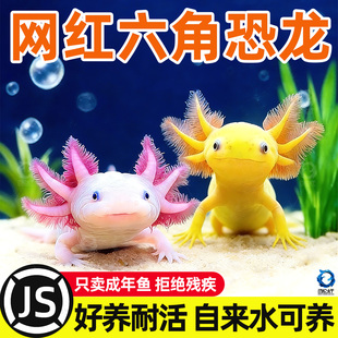 网红六角蝾螈恐龙鱼淡水冷水鱼观赏鱼宠物鱼苗锦鲤鱼水族宠物鱼