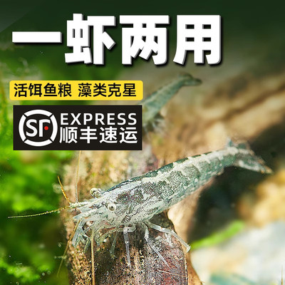 顺丰黑壳虾鱼缸水草清洁除藻虾工具超大观赏米虾宠物活体饲料造景