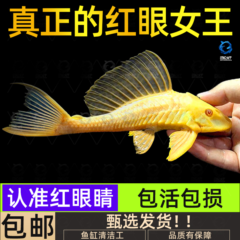 黄金红眼女王清道夫大帆女皇活体大小型垃圾异型鱼热带观赏鱼