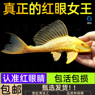 黃金紅眼女王清道夫大帆女皇活體大小型垃圾異型魚熱帶觀賞魚