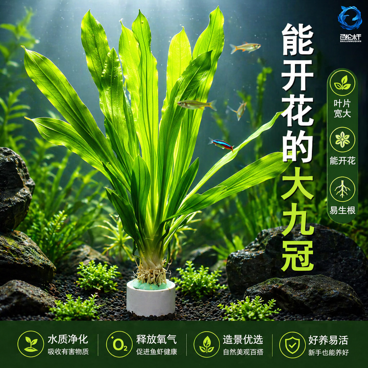 皇冠水草迷你九冠大叶绿九冠鱼缸水草植物阴性新手懒人造景真草