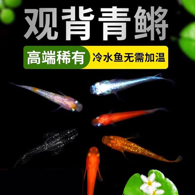 观背青鳉观赏鱼魔法鱼冷水鱼小型锦鲤金鱼淡水鱼不打氧好养活体鱼