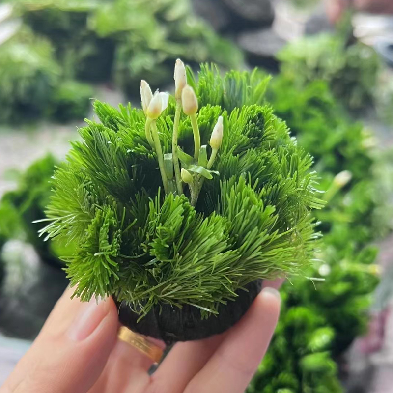 绿菊小坨草缸鱼造景水养懒人培增