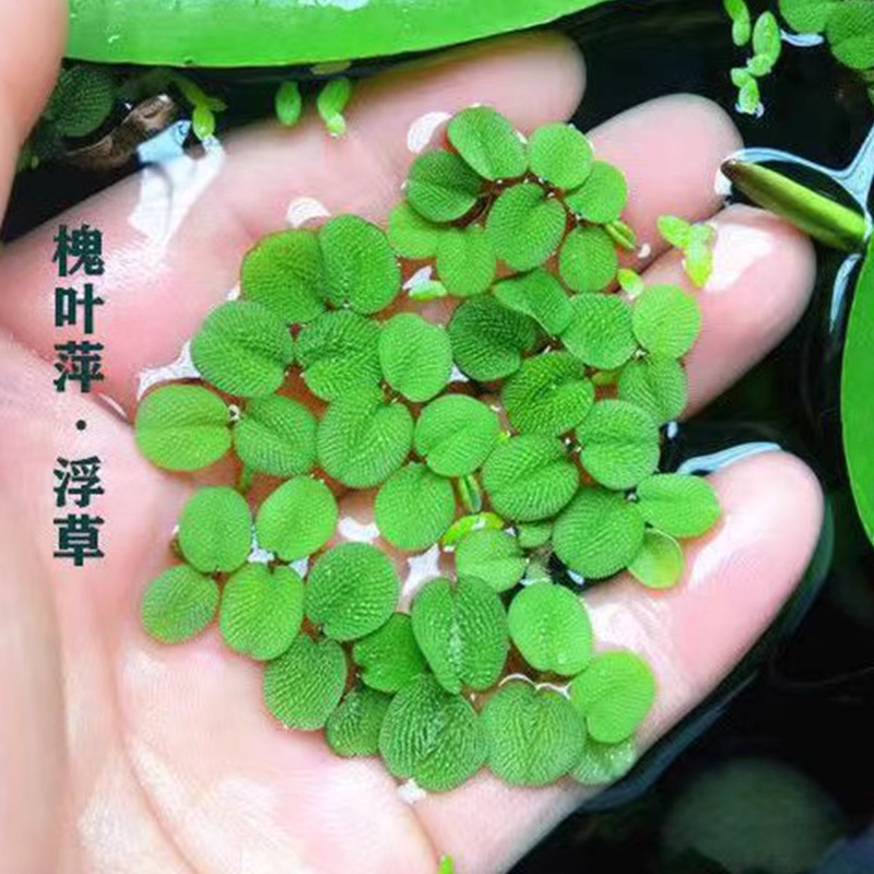 鱼缸净水槐叶萍浮萍水草圆心萍净化水质水培绿植庭院办公室鱼虾龟