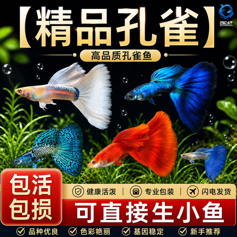 孔雀鱼鱼苗观赏鱼活体热带小型淡水好养耐活红绿灯斑马凤尾小鱼