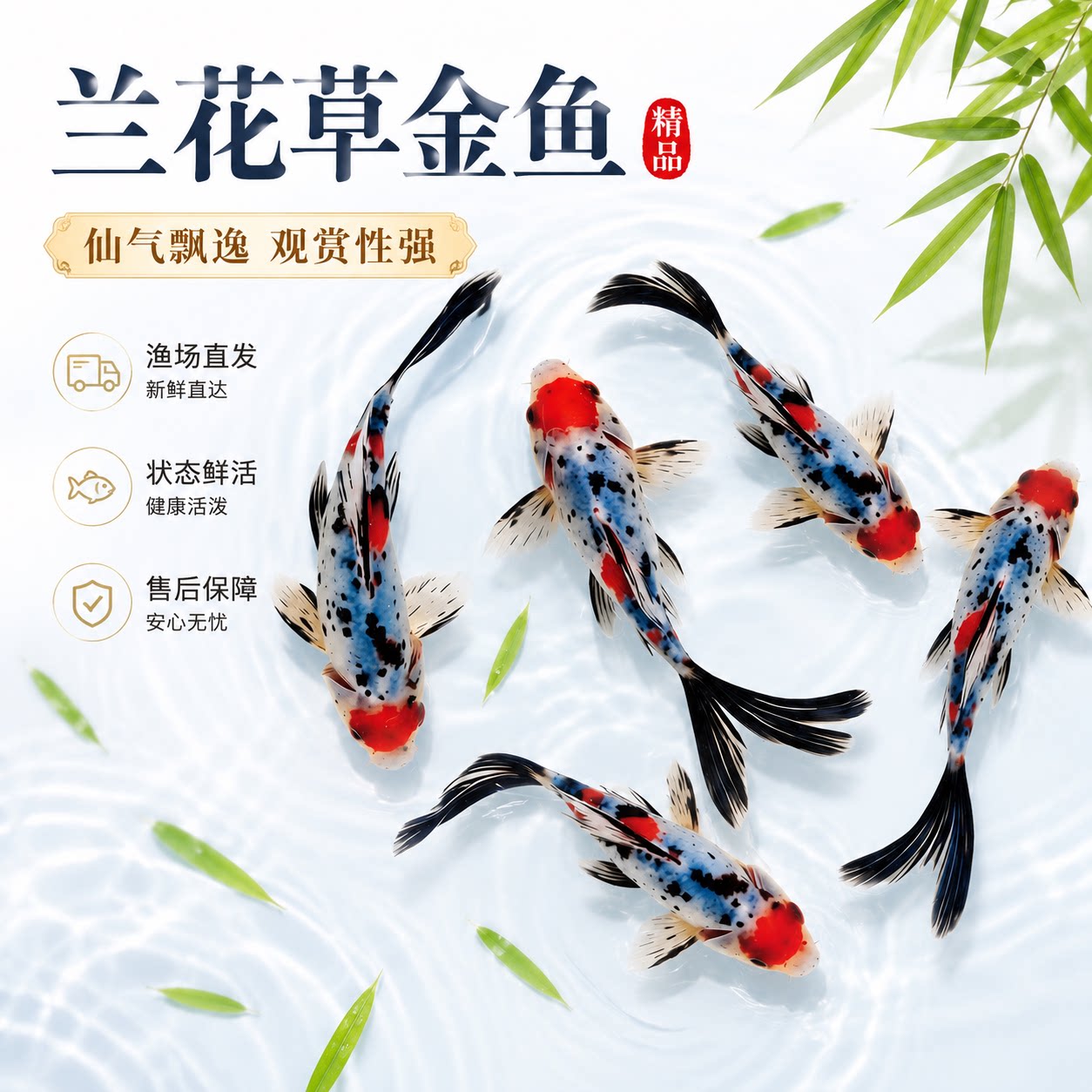 兰花草金鱼观赏鱼冷水鱼好养耐活自来水淡水长尾巴活体鱼小型