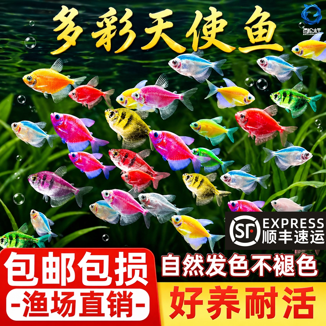 天使鱼大号观赏鱼热带鱼淡水好养耐活群游七彩紫天使红柠檬黄