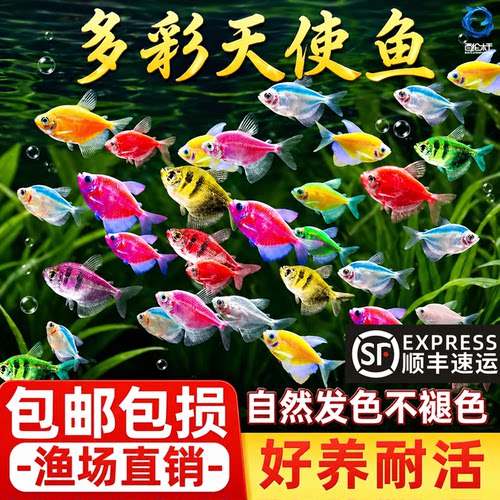 顺丰天使鱼大号观赏鱼热带鱼淡水好养耐活群游七彩紫天使红柠檬黄