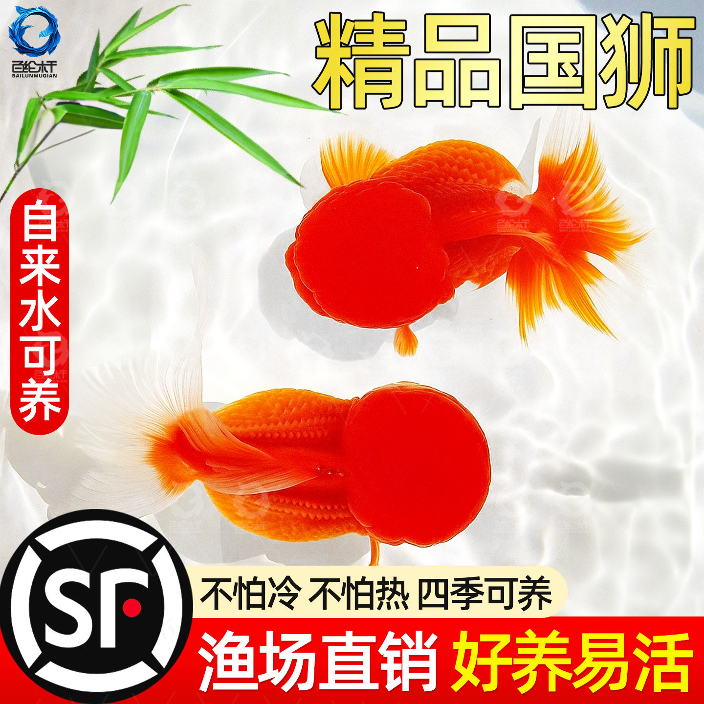 红狮小金鱼活鱼冷水淡水鱼缸观赏鱼好养耐活精品鸿运当头国粹金鱼,宠物/宠物食品及用品,其它水族宠物,淘宝优惠券,粉丝福利购,淘宝优惠卷