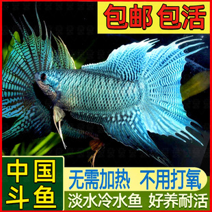 中国斗鱼普叉好养耐活观赏鱼菩萨鱼淡水冷水不换水国斗巨普叉繁殖