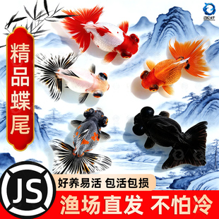 龙睛金鱼冷水观赏鱼大眼黑金鱼苗墨龙睛鱼好养耐活蝶尾金鱼活鱼