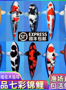 顺丰锦鲤鱼活鱼观赏鱼纯种鱼大型红白冷水淡水好养耐活金鱼小鱼苗