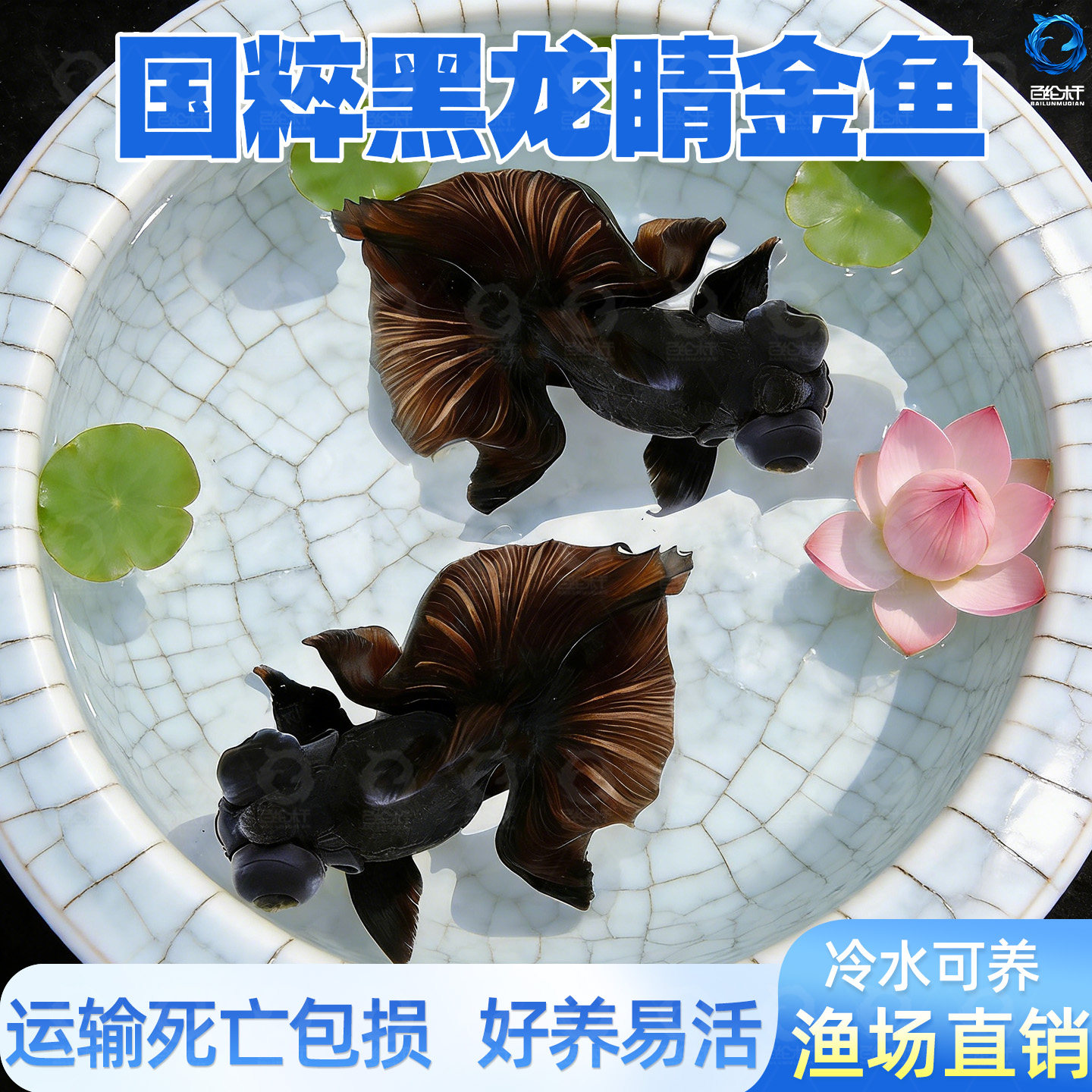 金鱼活体黑龙睛观赏鱼活体小金鱼冷水鱼金鱼苗好养耐活小型宠物鱼,宠物/宠物食品及用品,其它水族宠物,淘宝优惠券,粉丝福利购,淘宝优惠卷