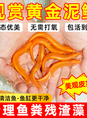 黄金鳅清洁鱼金龙鳅好养耐活黄金泥鳅淡水活体观赏鱼饲料工具鱼