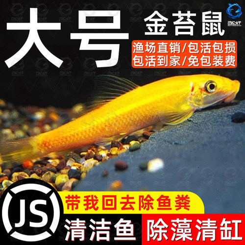大尺寸清苔鼠金苔鼠鱼热带观赏鱼清道夫鼠鱼鱼缸除藻清洁工具活鱼