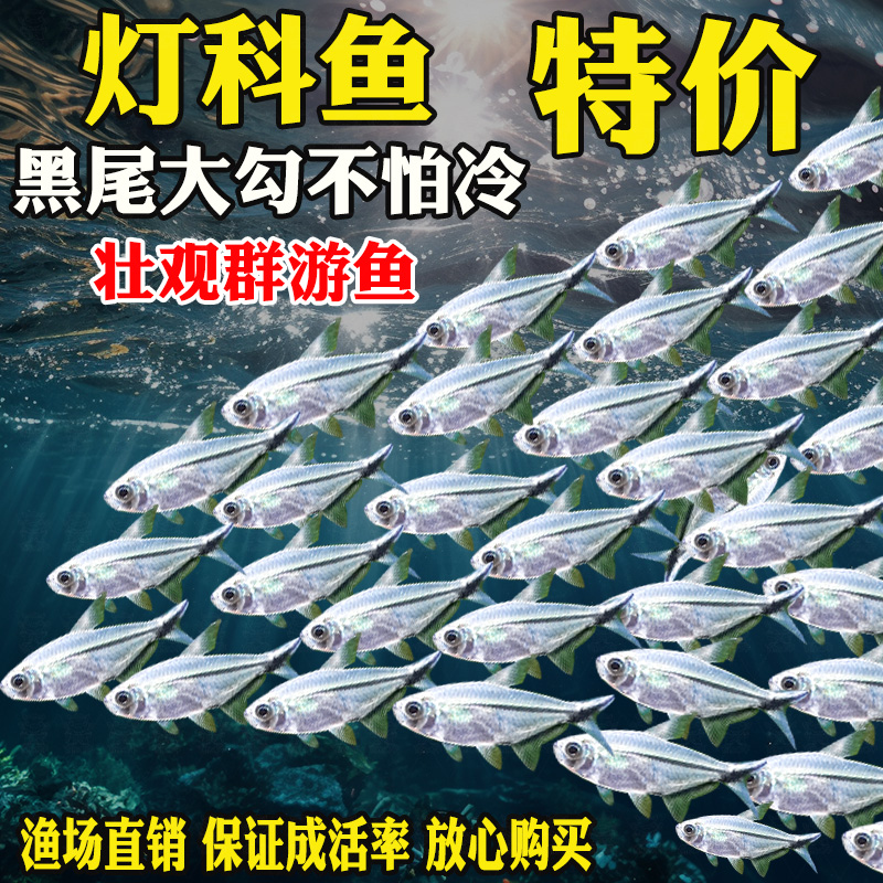 黑尾大勾鱼群游鱼草缸小型热带鱼苗观赏鱼红绿灯天使鱼扯旗灯科鱼