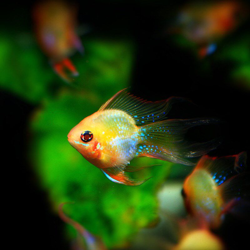 热带观赏鱼金波子凤凰鱼阿凡达短鲷鱼皮卡丘宝蓝球活体小型淡水鱼