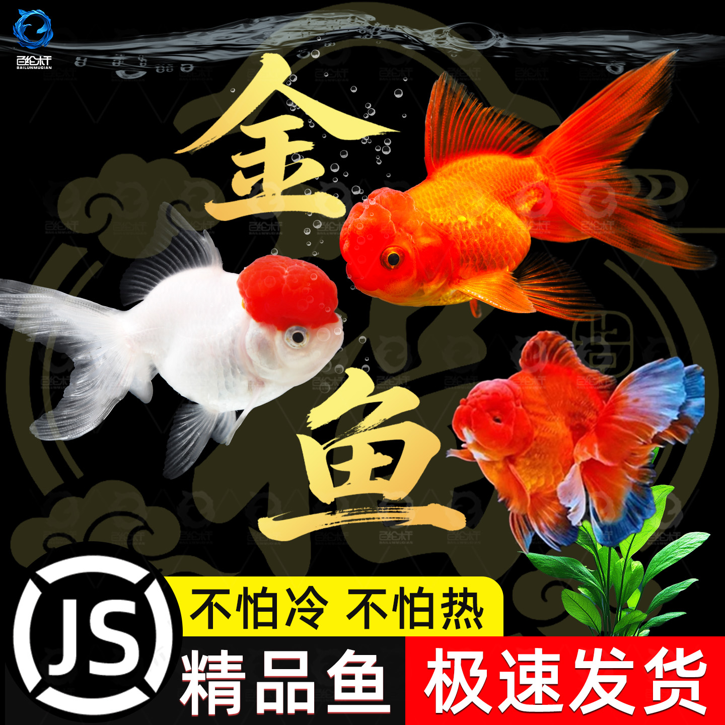 鸿运当头金鱼狮子头活体打氧观赏鱼冷水鱼淡水鱼丹顶红不加温好养