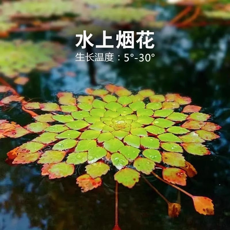 水上烟火葵花水草黄花菱危地马拉水丁香烟花浮萍植物菱叶丁香蓼