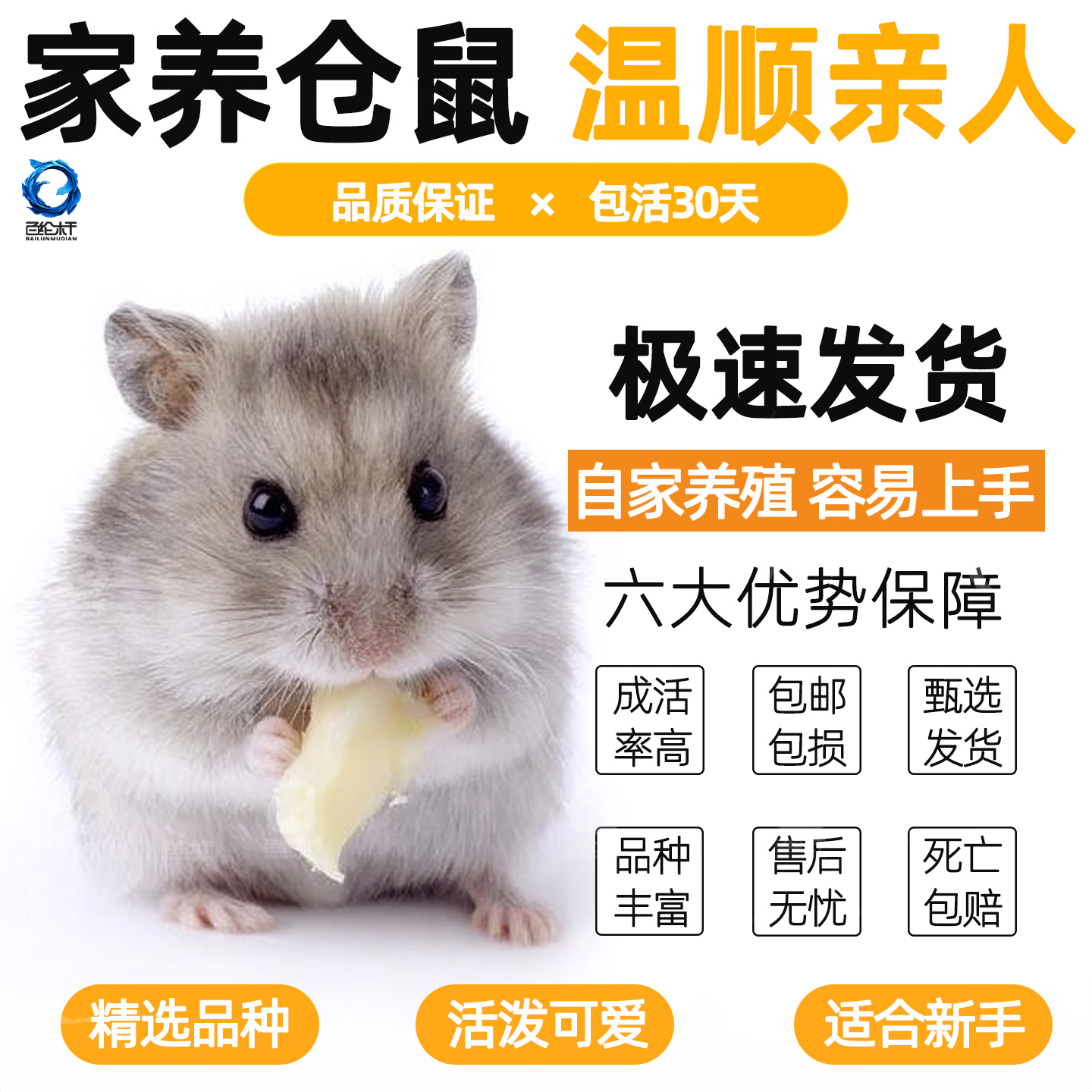 小仓鼠活物萌宠送笼子金丝熊一对银狐布丁紫仓奶茶公婆苍鼠活体