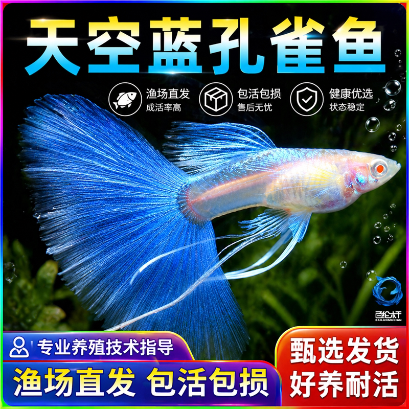 天空蓝孔雀鱼孕母小型热带鱼凤尾鱼精品纯种淡水好养耐活观赏鱼