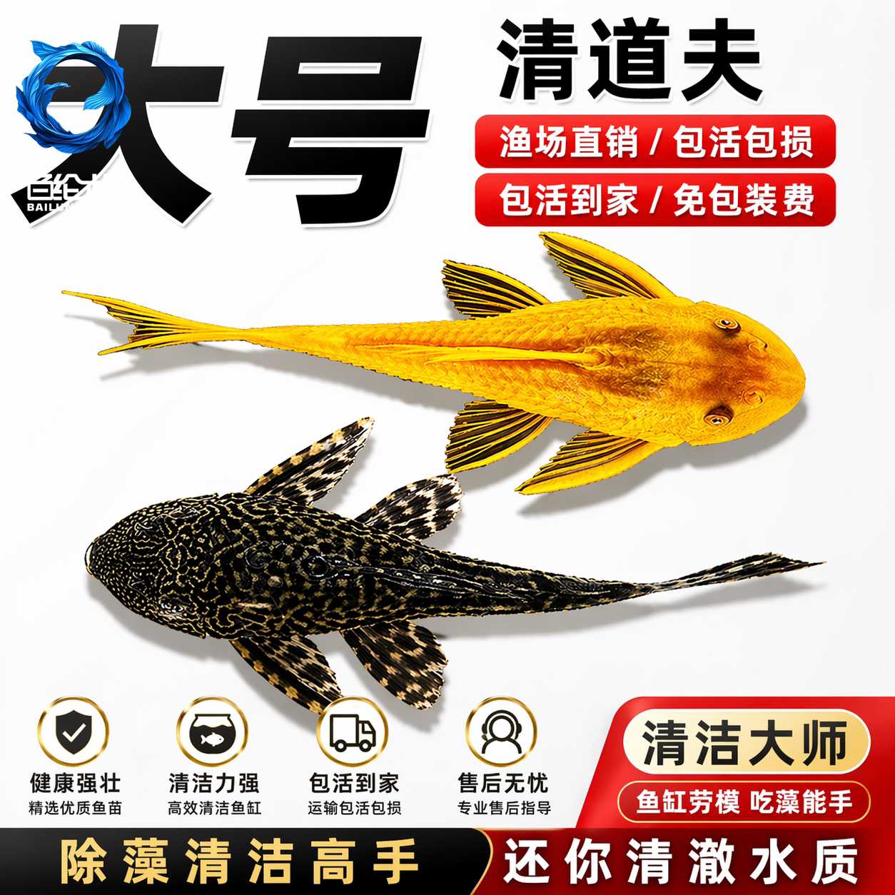 清道夫鱼缸清洁工金苔鼠观赏鱼热带女王淡水吃垃圾粪便清理藻类