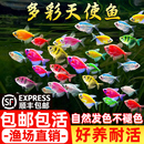 顺丰天使鱼大号观赏鱼热带鱼淡水好养耐活群游七彩紫天使红柠檬黄