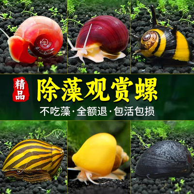 观赏螺黄金苹果黑金刚螺斑马除藻吃屎清洁吃藻马来螺淡水鱼缸造景