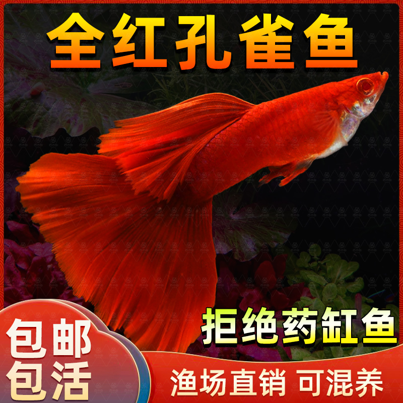 孔雀鱼纯种孕母繁殖组下崽狂魔好养热带鱼鱼苗观赏鱼胎生鱼临产
