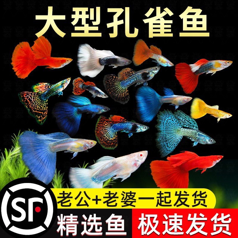 精品孔雀鱼热带纯种活鱼苗淡水小型好养易观赏鱼胎生凤尾鱼灯科鱼