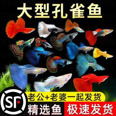 精品孔雀鱼热带纯种活鱼苗淡水小型好养易观赏鱼胎生凤尾鱼灯科鱼