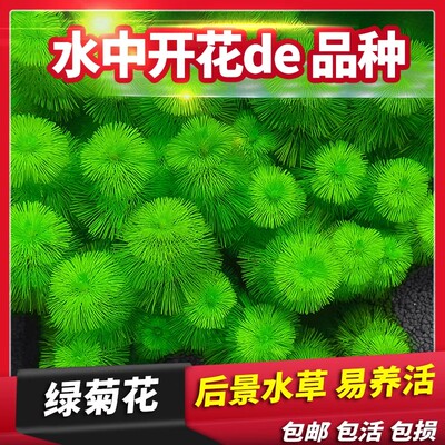 鱼缸水草活体绿菊新手好耐养绿色增氧净化水质阴性九冠水芹蜈蚣草