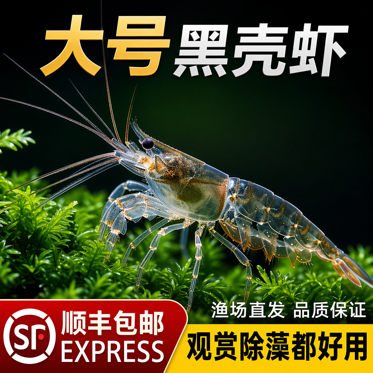 顺丰除藻黑壳虾草缸工具虾热带观赏活体冷水淡水虾水晶虾好养易活
