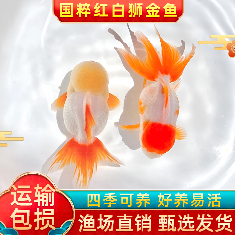 红国狮金鱼冷水鱼鸿运当头鹤顶鎏金金鱼苗狮子头好养耐活淡水金鱼